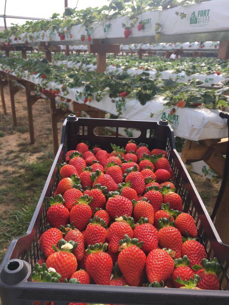 Terreno, 180 hectares - Foto 3