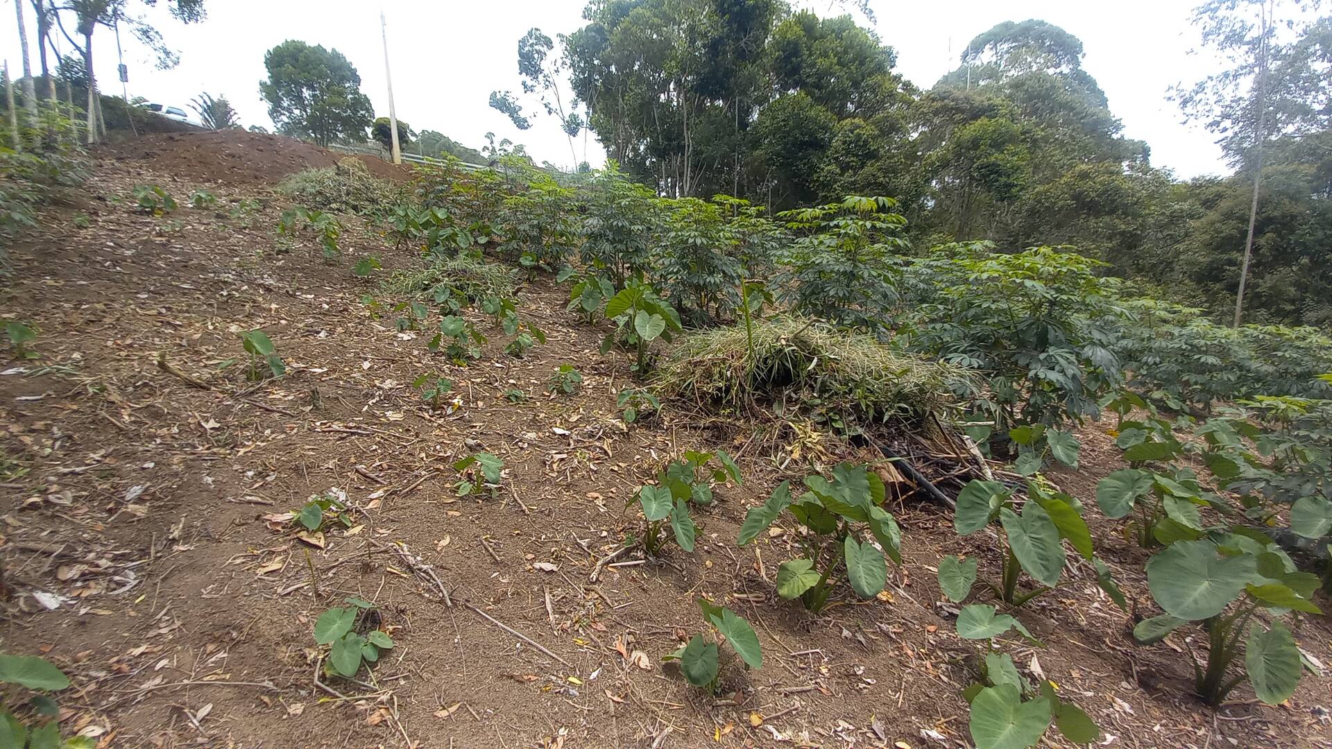 Terreno, 900 m² - Foto 5