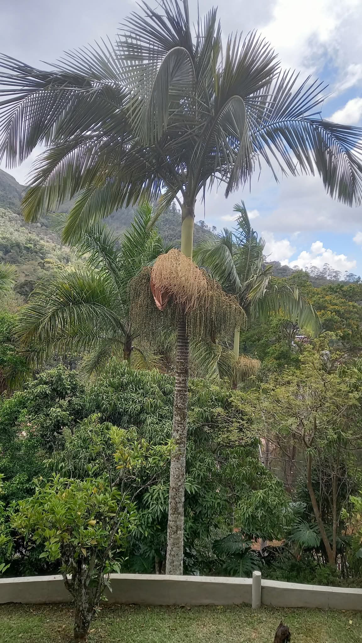 Casa, 4 quartos - Foto 5