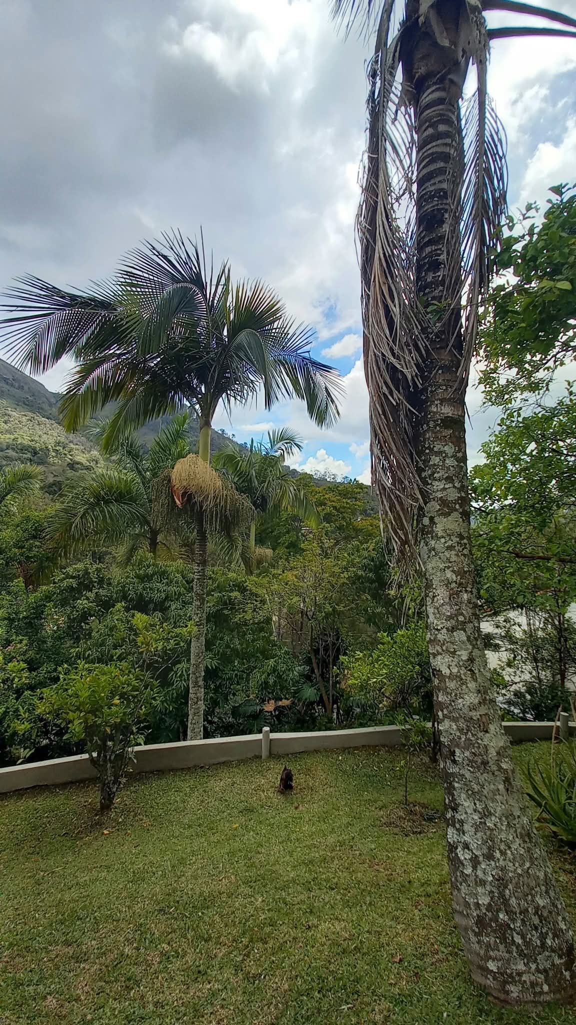 Casa, 4 quartos - Foto 4