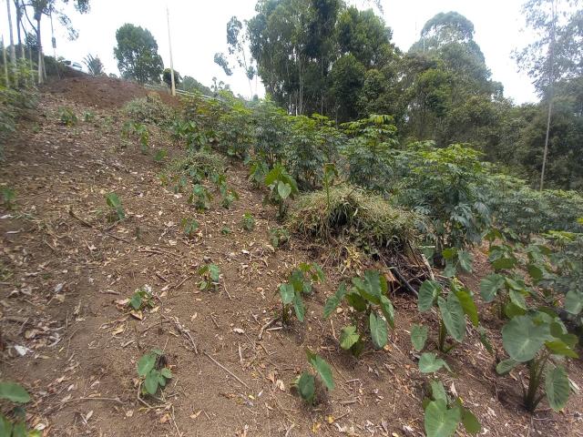 Área para Venda em Nova Friburgo - 5