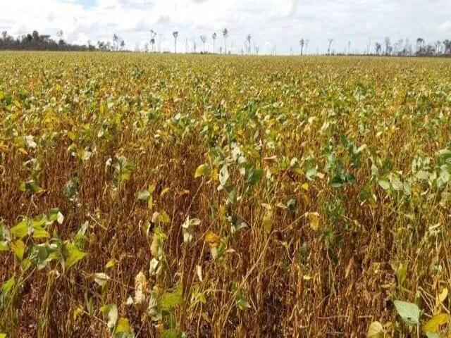 Chácara para Venda em Paranatinga - 2