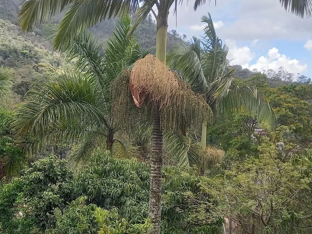 Casa para Venda em Nova Friburgo - 5